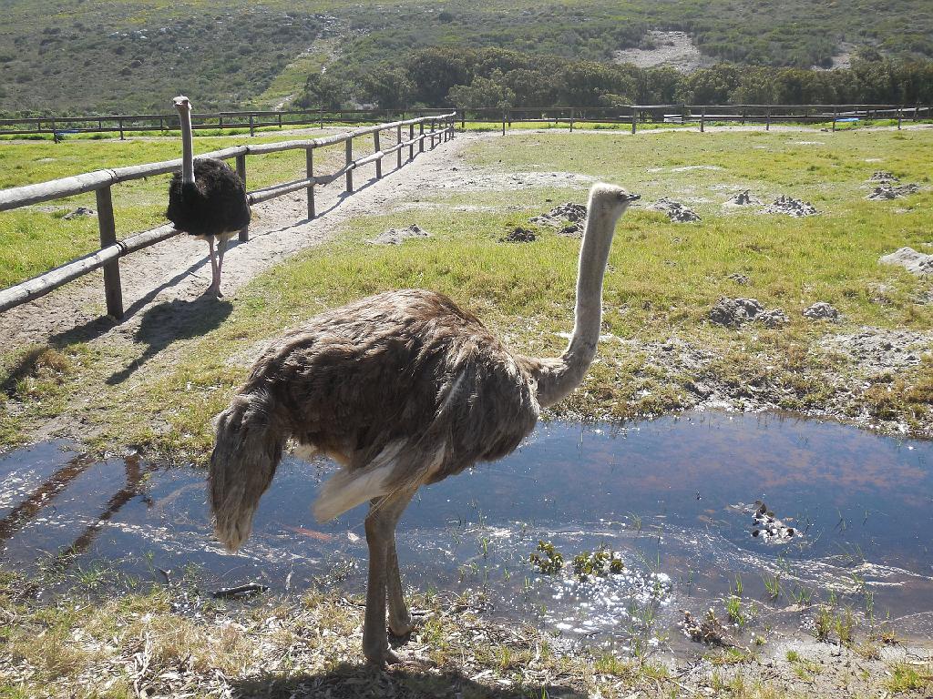 Suedafrika (505)